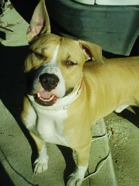 Tayson